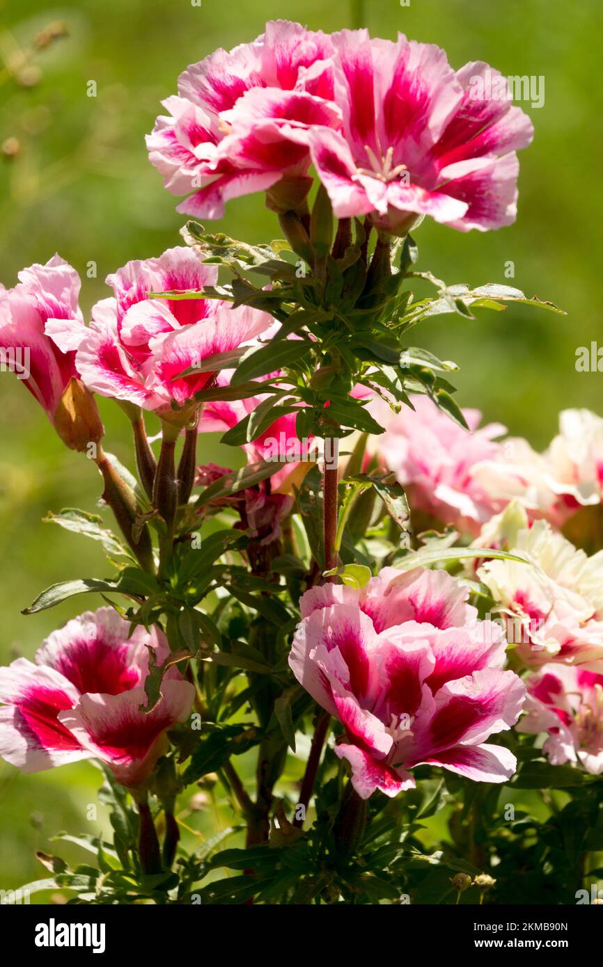 Pink Godetia grandiflora, Bloom, Clarkia, Portrait, Flower Stock Photo