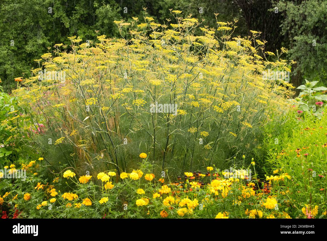 Bronze Fennel plant in garden Foeniculum vulgare "Purpureum Stock Photo