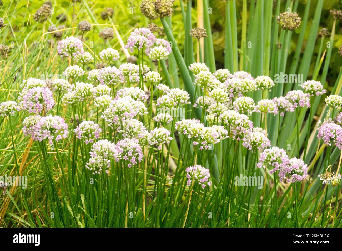 Allium senescens, Garden, Herb, Curly Chives, Blooming Mountain Garlic, German Garlic Stock Photo