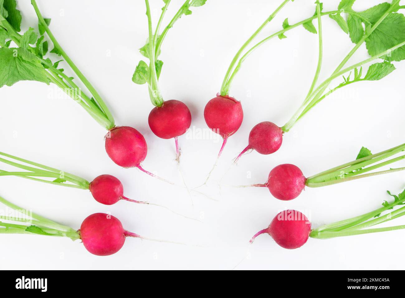 Fresh young radish with leaves isolated on a white background