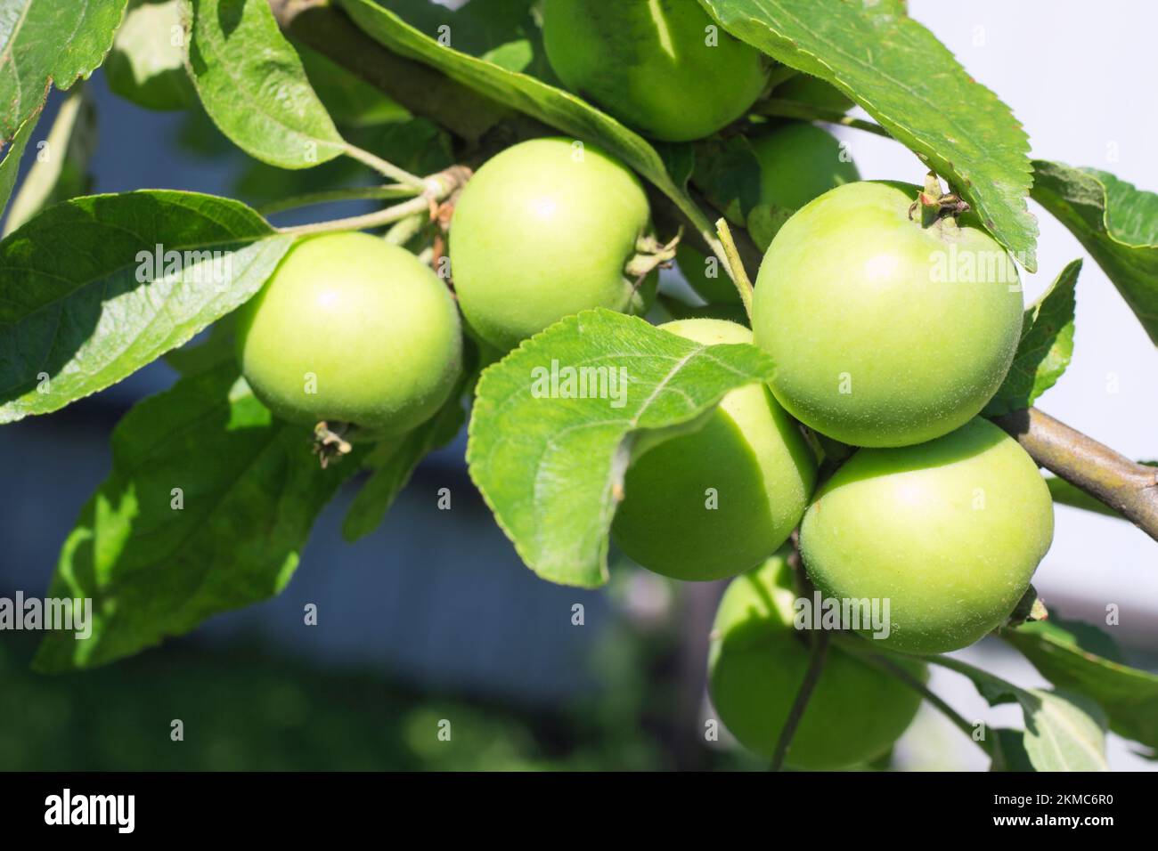 Green apples on a branch in the open air, selective focus. copy space Stock Photo