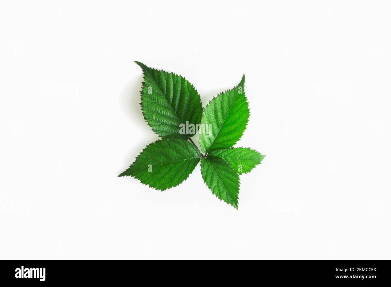 Blackberry leaf isolated on white background, with shadow. Stock Photo
