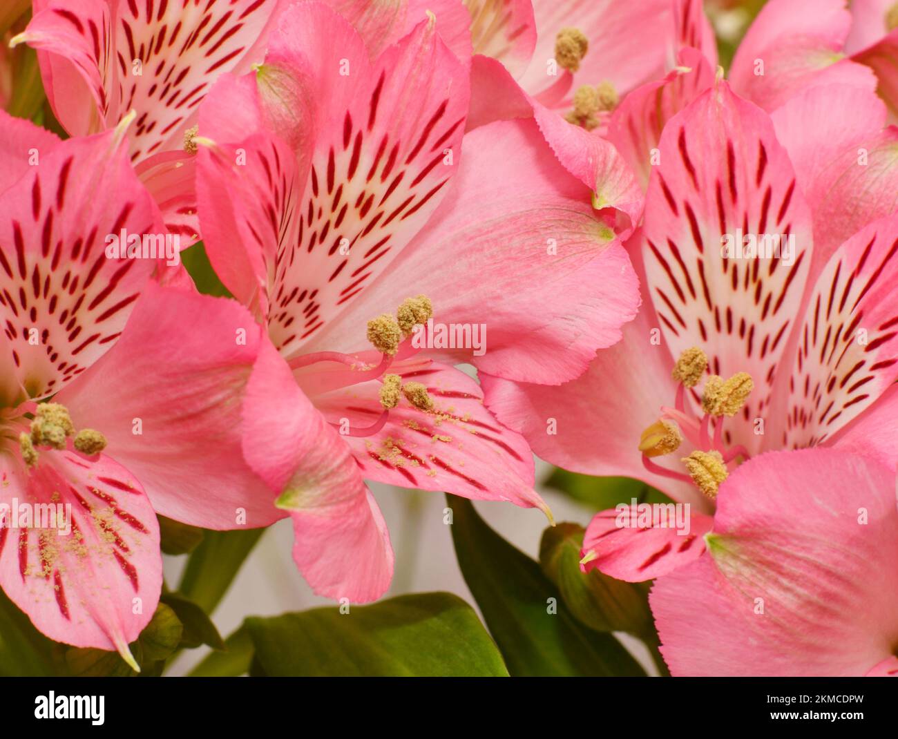 Flower Peruvian lily Alstroemeria (Latin Alstroemeria) or Inca lily Stock Photo
