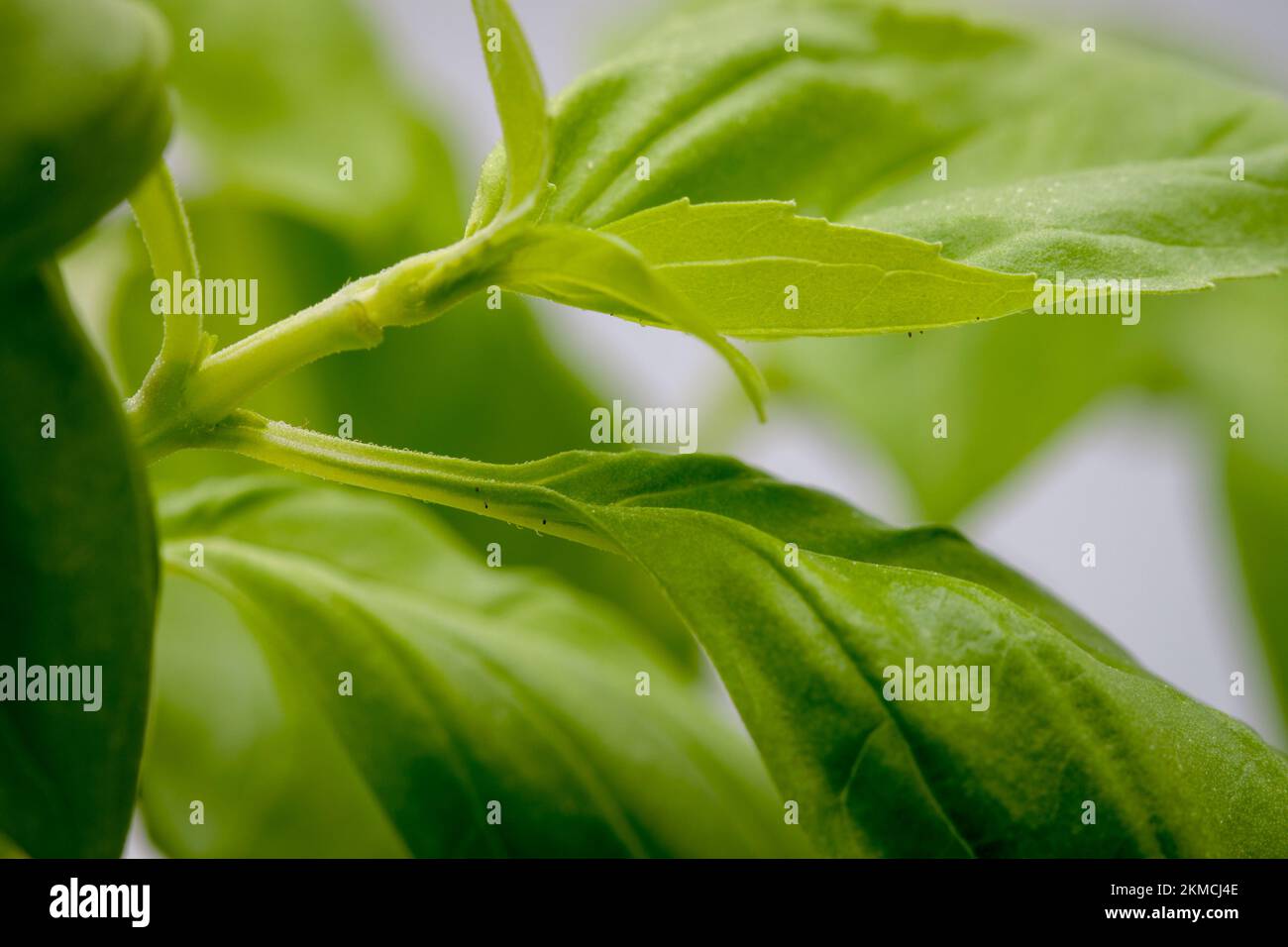 Macro shot of a basil leaf and new stem with a shallow focus Stock Photo Alamy