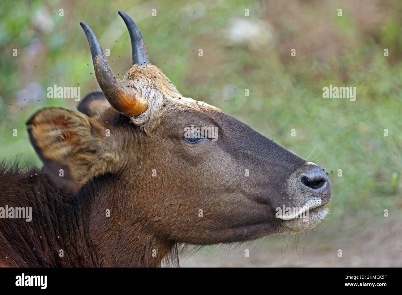 Gaur (Bos gaurus gaurus) close up of immature being bothered by flies  Nameri, Assam, India          January Stock Photo