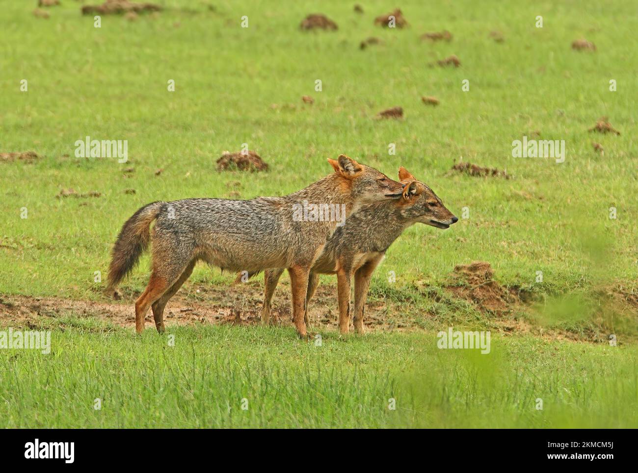Golden Jackal (Canis aureus) pair mutual grooming in grassland (licking behind ear)  Yala NP, Sri Lanka            December Stock Photo