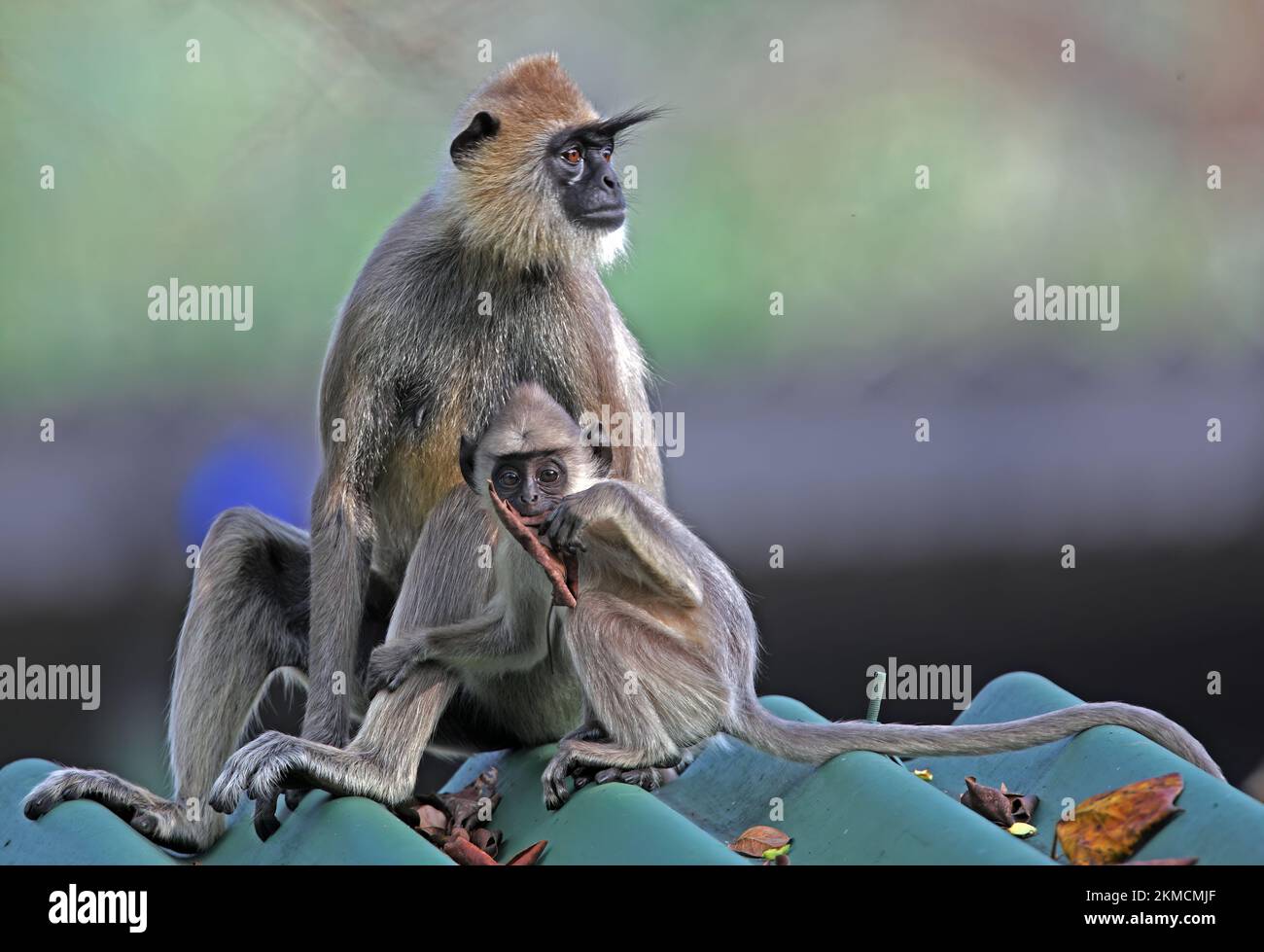 Hanuman Langur (Semnopithecus entellus) female and young relaxing on roof, young playing with leaf  Sri Lanka            December Stock Photo