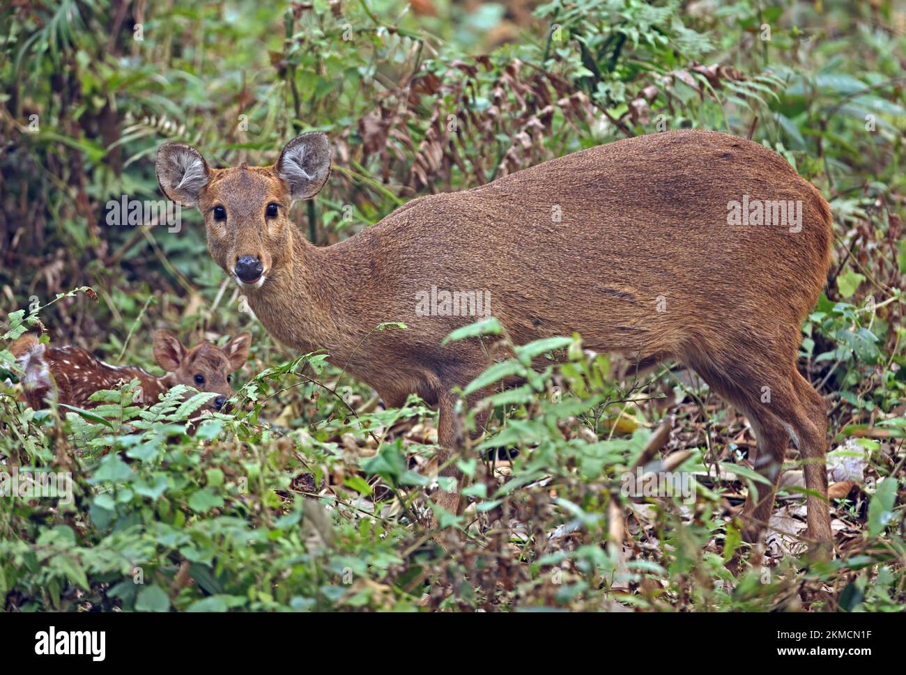 Hog Deer (Axis porcinus porcinus) female with young fawn  Kazaringa NP, Assam, India              January Stock Photo