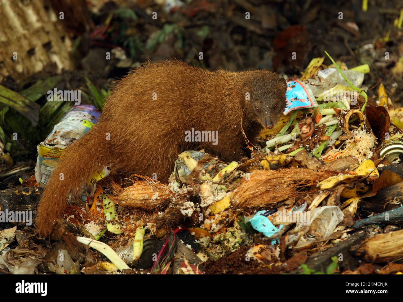 Indian Brown Mongoose (Herpestes fuscus) adult feeding on rubbish dump  Sri Lanka             December Stock Photo