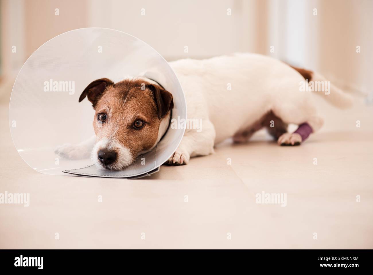Doggy with injured paw in bandages. Dog needs vet collar cone to stop licking and gnawing wound Stock Photo