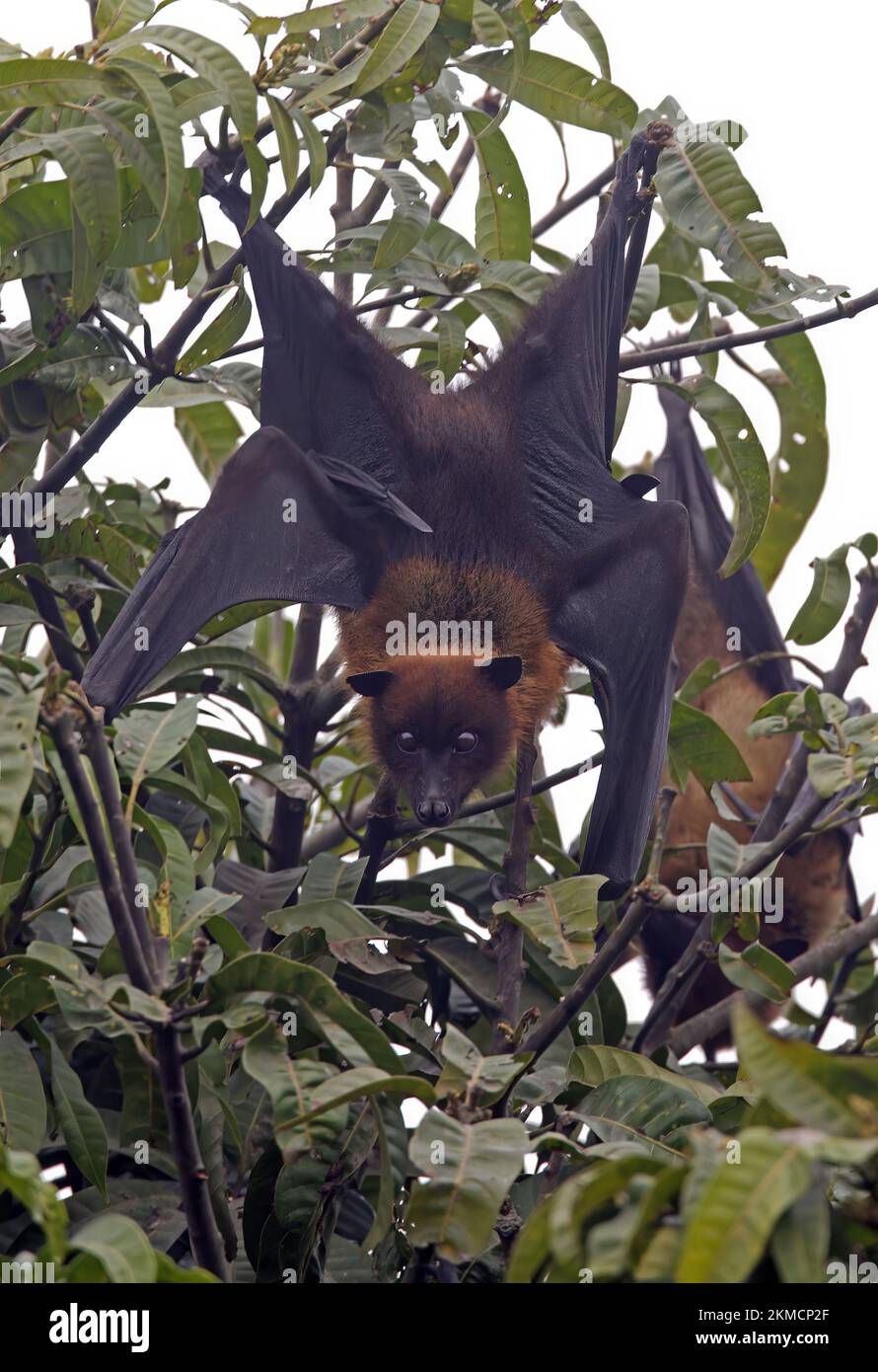 Indian Flying Fox (Pteropus giganteus) adult at roost  Nepal              February Stock Photo