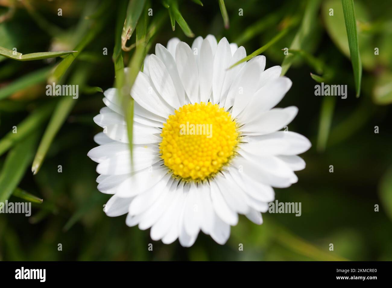 A closeup of a common daisy, Bellis perennis in a green field Stock Photo