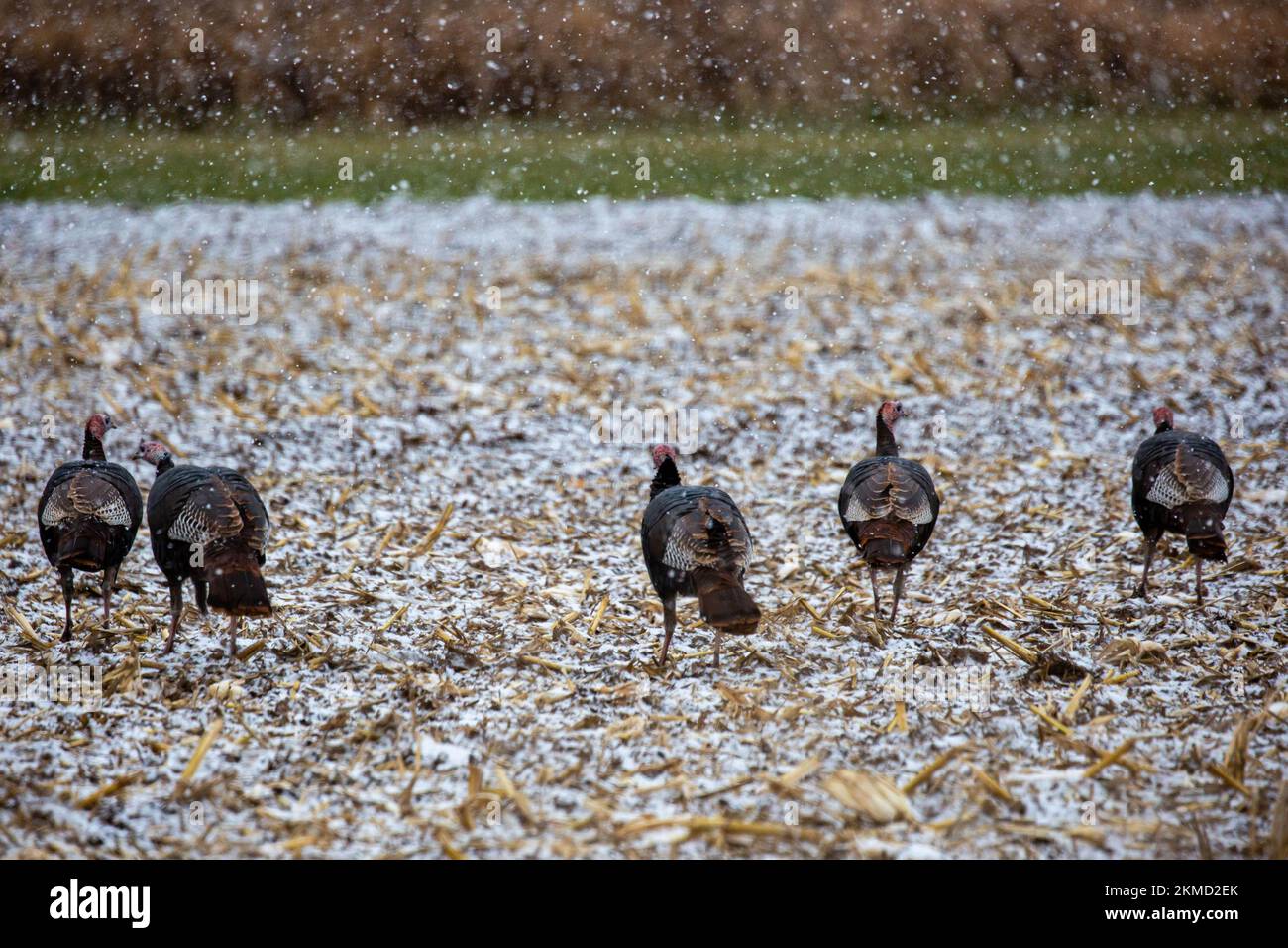 Flock of (Meleagris gallopavo) wild turkeys eating in a Wisconsin snow covered field, horizontal Stock Photo