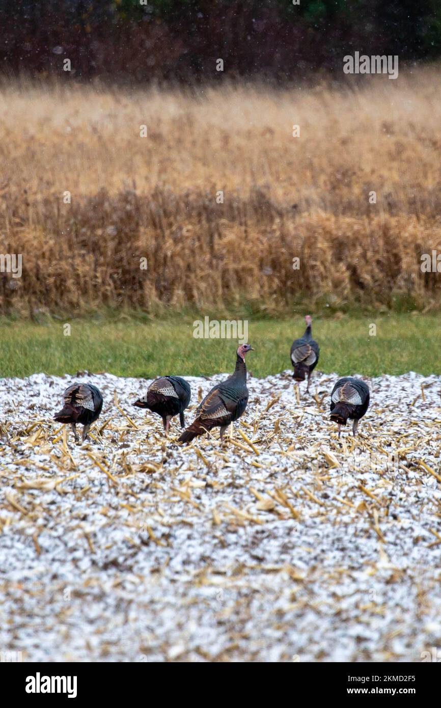 Flock of (Meleagris gallopavo) wild turkeys eating in a Wisconsin snow covered field, vertical Stock Photo