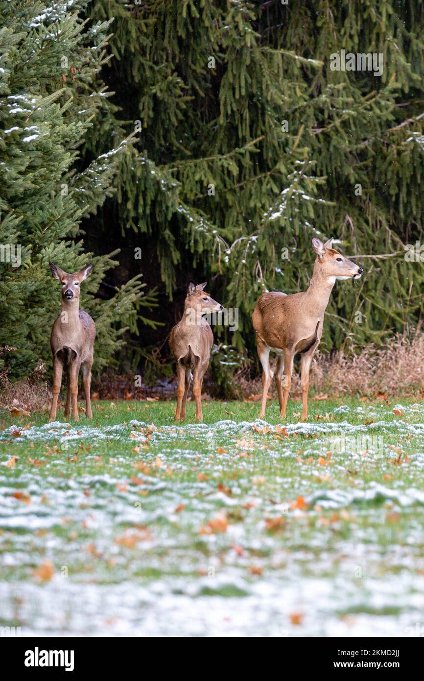 White-tailed deer  (odocoileus virginianus) in November standing in a Wisconsin field looking, vertical Stock Photo