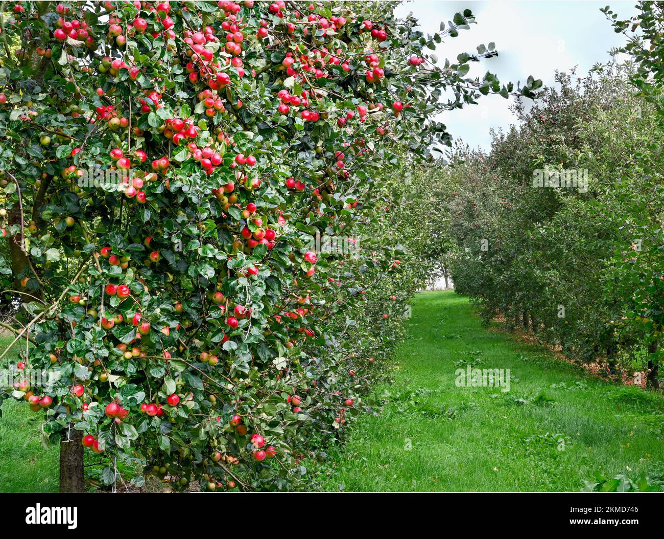 Ripe Cider Apples near Burrow Hill Cider on the Somerset Levels Stock