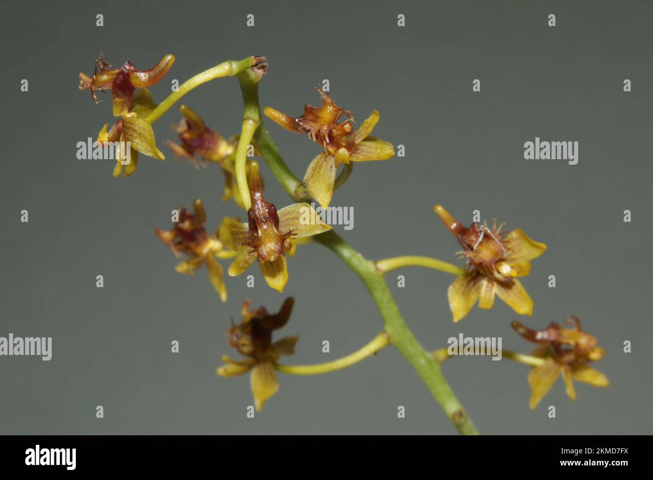 Phalaenopsis difformis Stock Photo