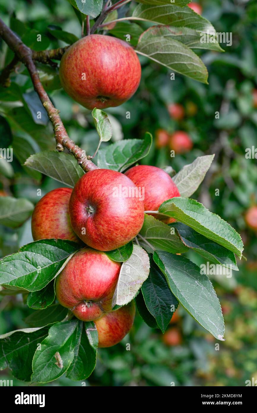 Red Cider apples in an orchard near Burrow Hill on the Somerset Levels