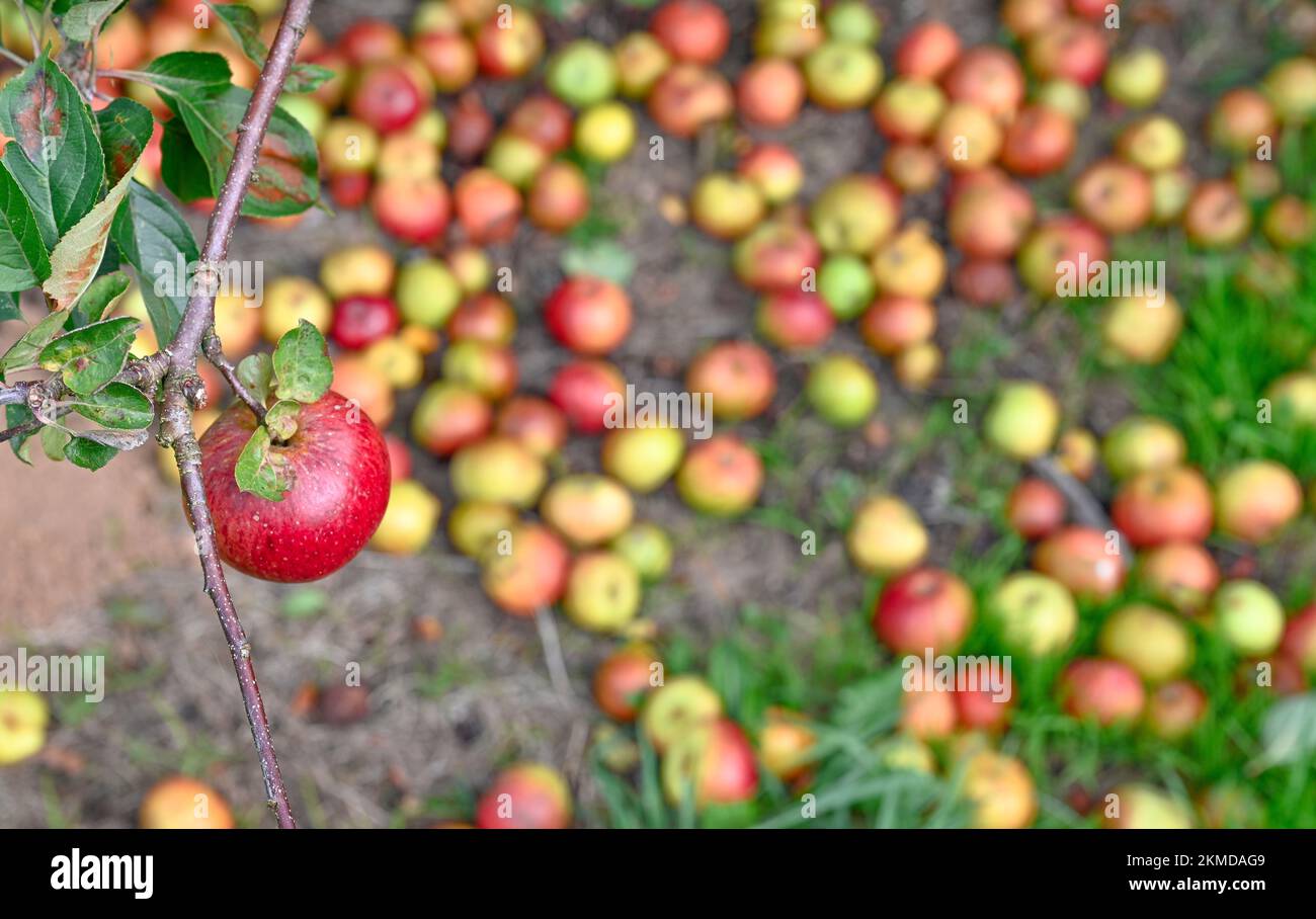 Ripe windfall Cider Apples near Burrow Hill Cider on the Somerset Levels Stock Photo