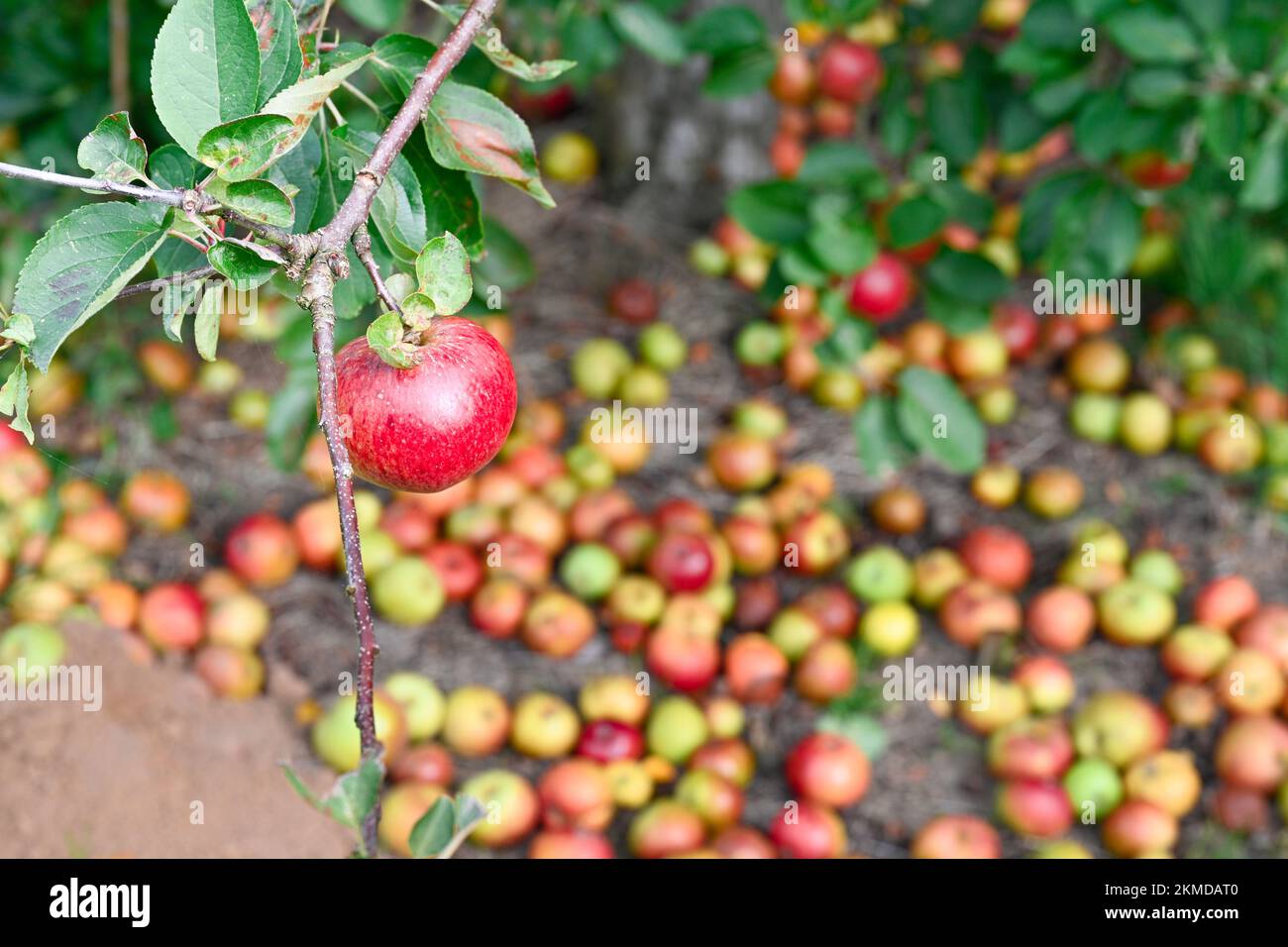 Ripe windfall Cider Apples near Burrow Hill Cider on the Somerset Levels Stock Photo