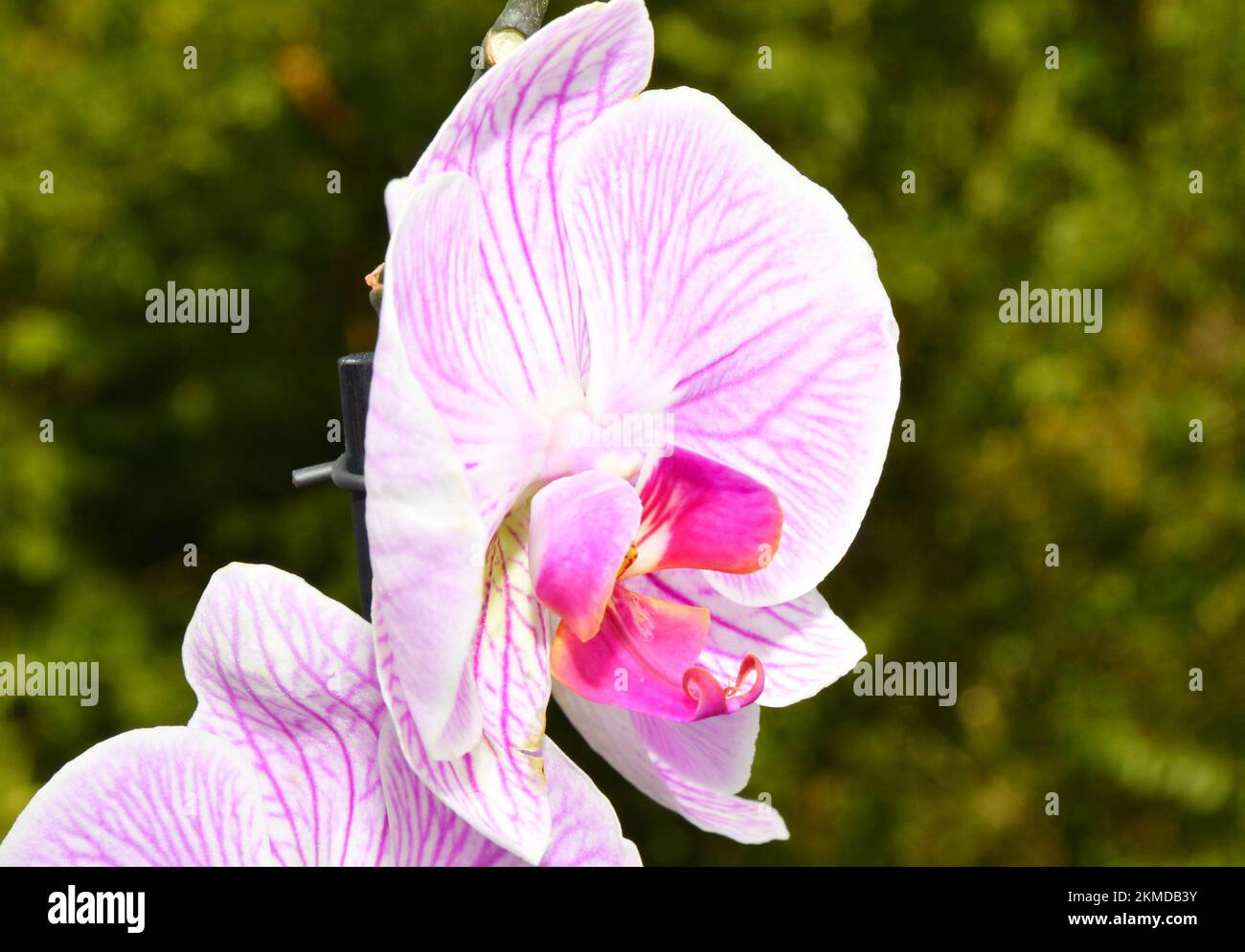 Orchid flower (Lat. Orchidaceae) or Phalaenopsis (Lat. Phalaenopsis) white-purple color in summer Stock Photo