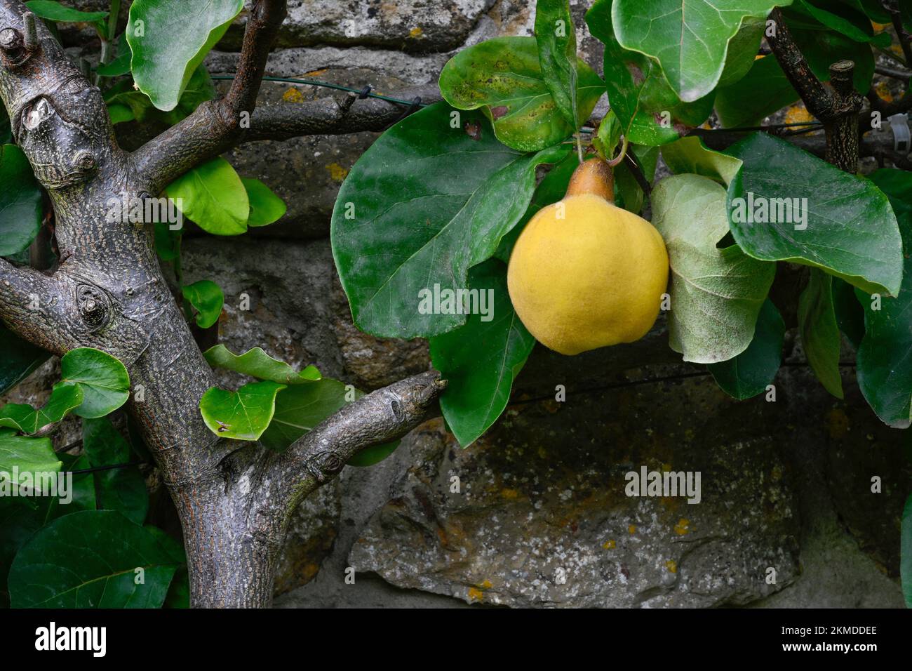 Single Quince on Espallier type Tree against a wall in a Somerset Garden Stock Photo
