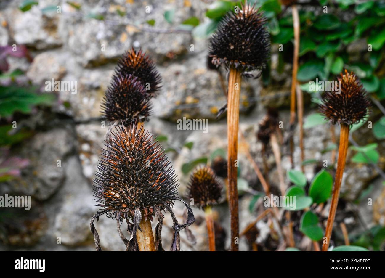 Ripe seed heads of Echinacea Purpura, Purple Coneflower showing the spikey seeds ready to be dispersed Stock Photo