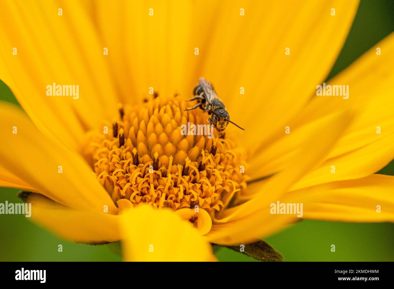A closeup of bee sipping nectar from sunflower Stock Photo