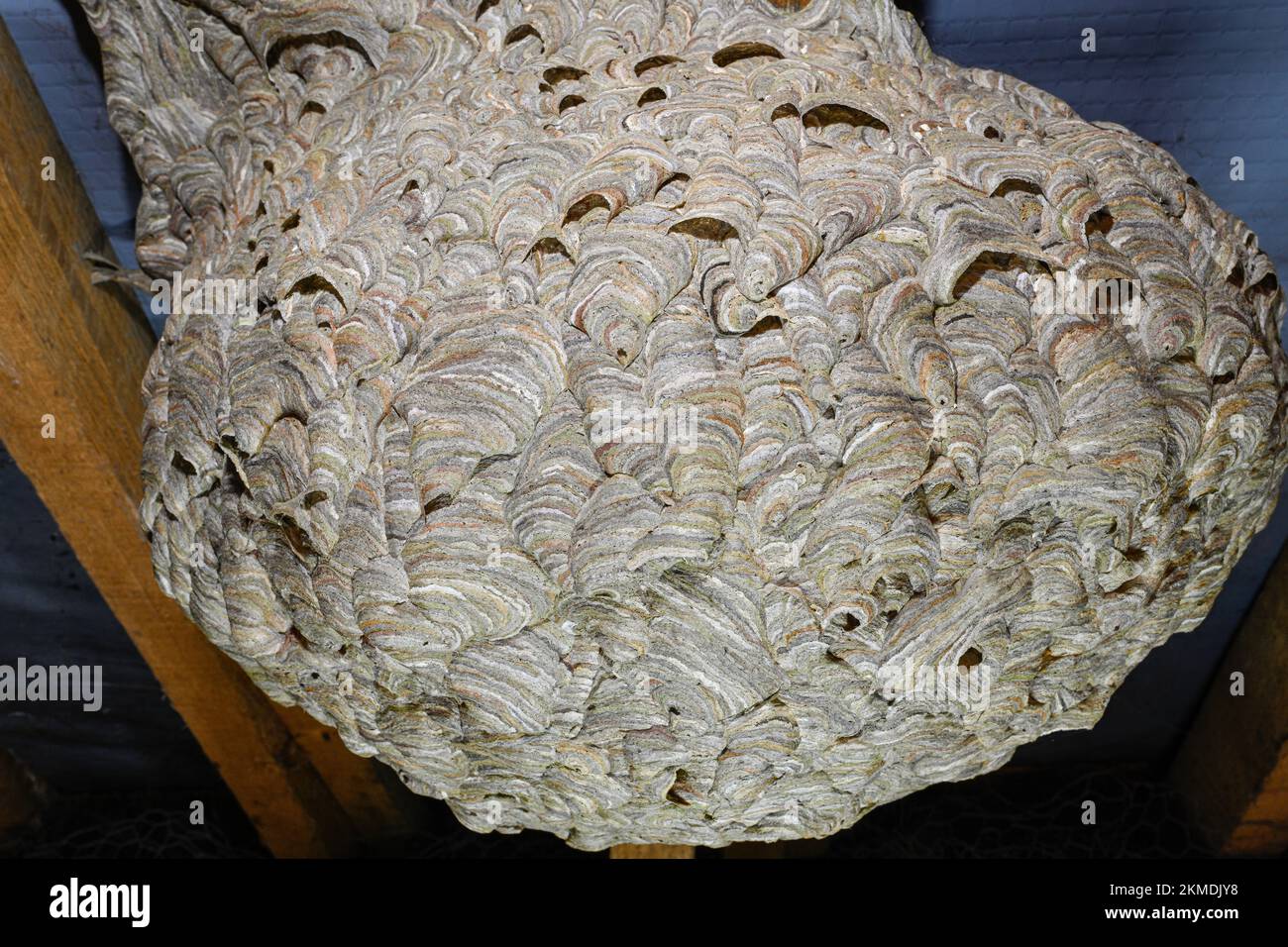 Wasp's Nest in an English Attic showing the detail of how it was made Stock Photo
