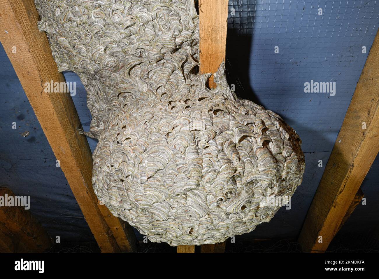 Wasp's Nest in an English Attic showing the detail of how it was made Stock Photo