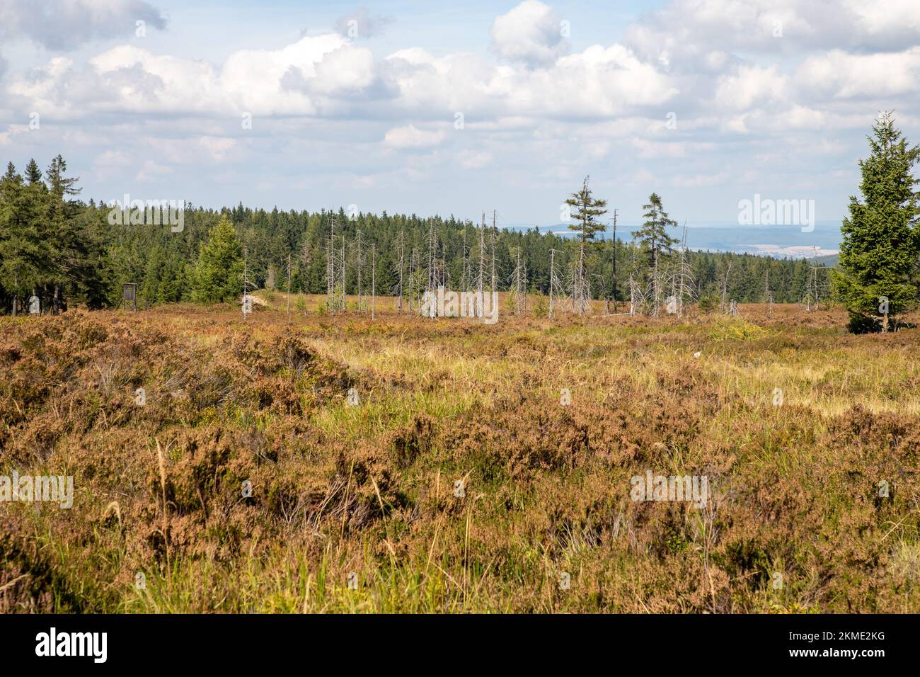 An aerial view of forest surrounded by dense trees Stock Photo - Alamy