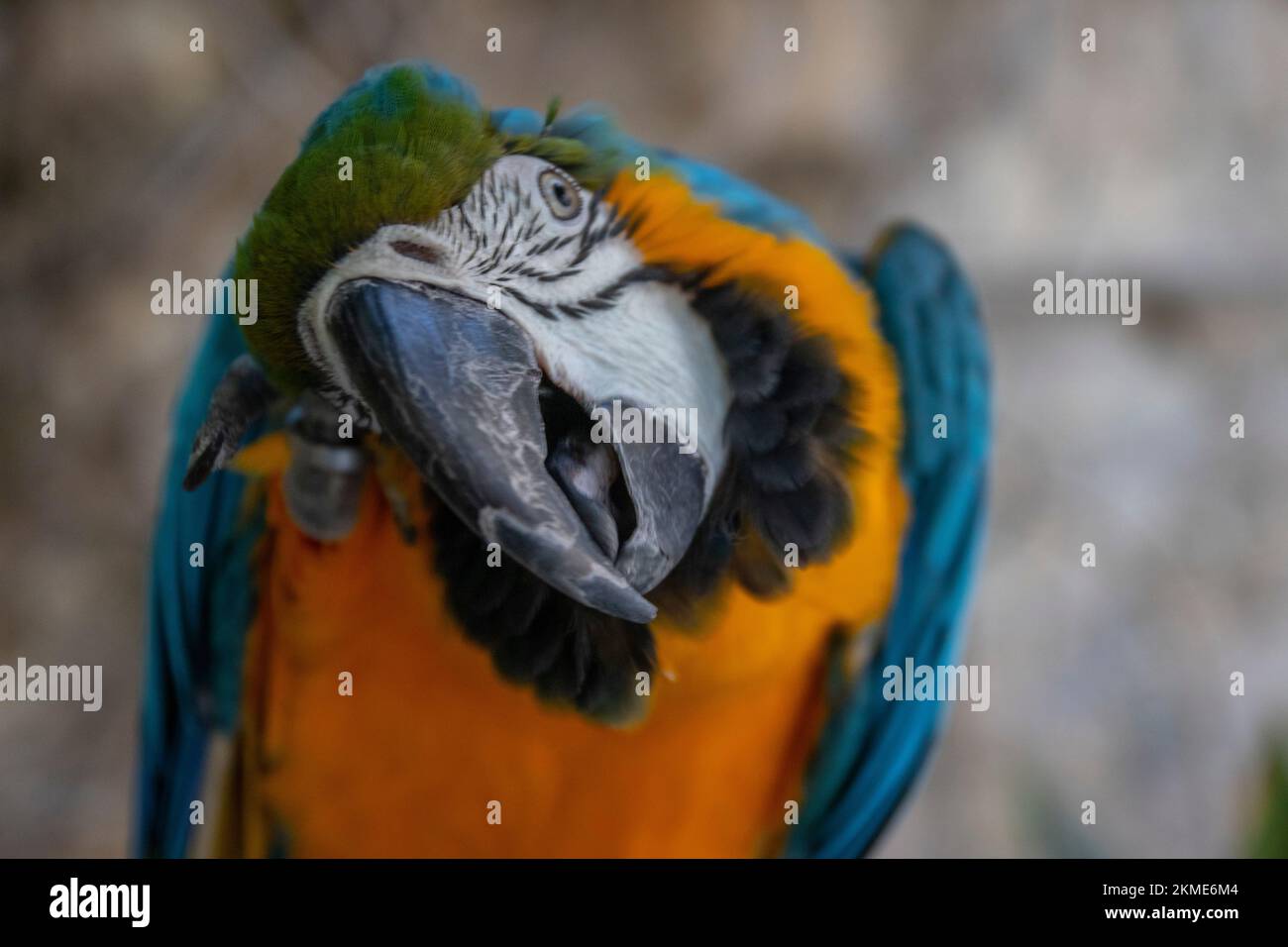 Parrot Inside Orange and green color parrot was sitting inside the cage Stock Photo ...