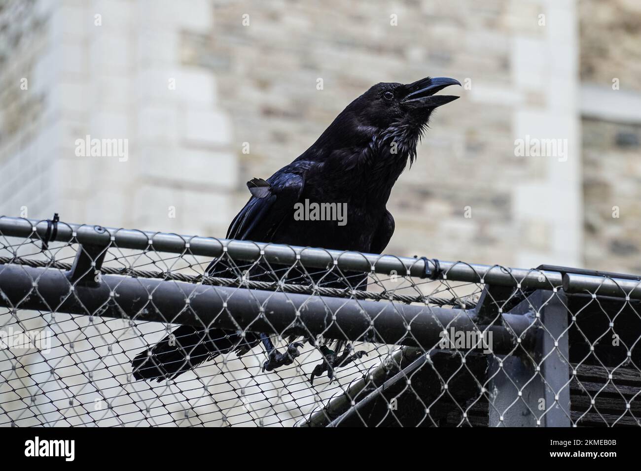 Raven at the Tower of London, London England United Kingdom UK Stock ...