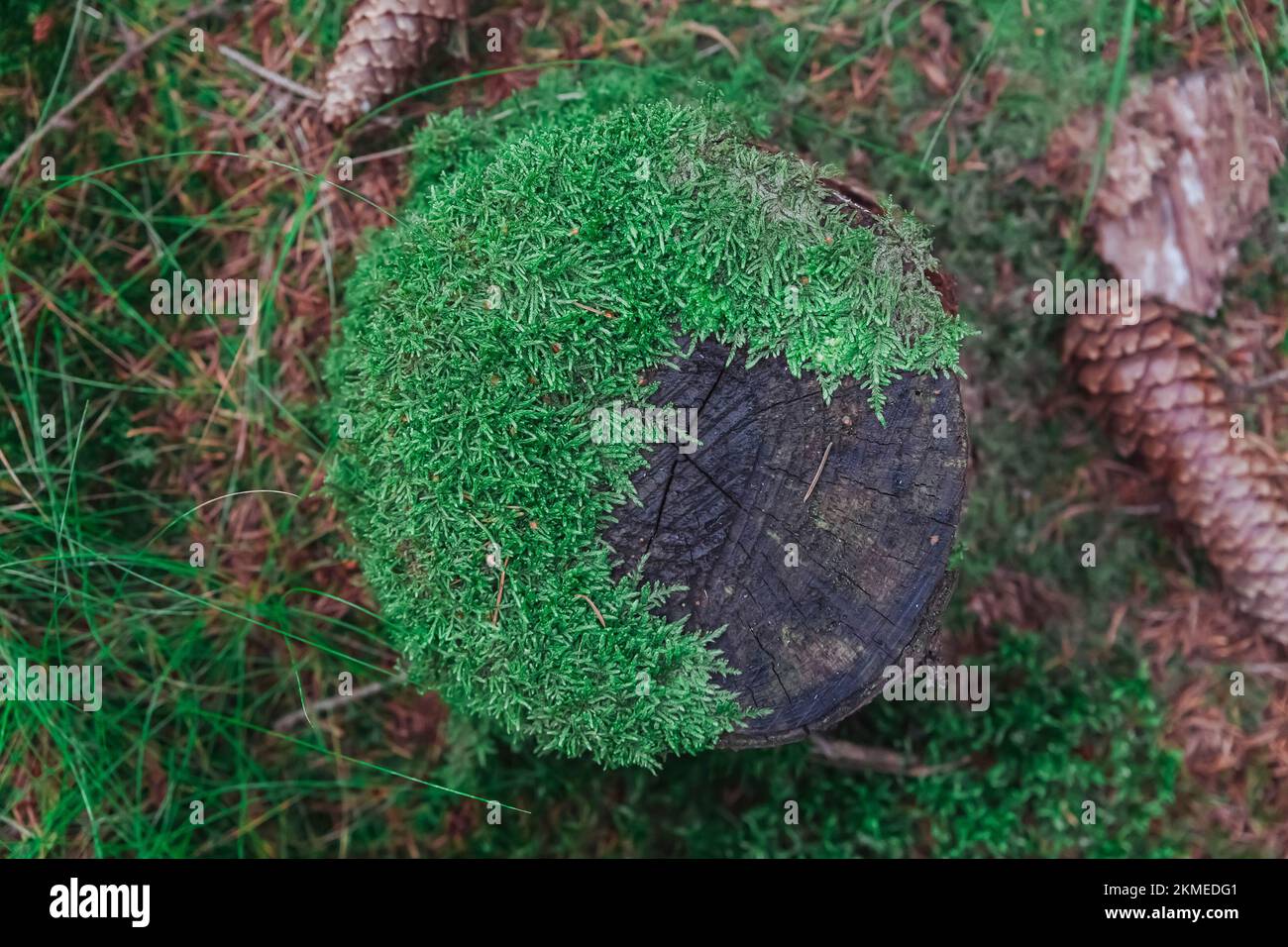 Stump overgrown with moss in the forest. Background Stock Photo