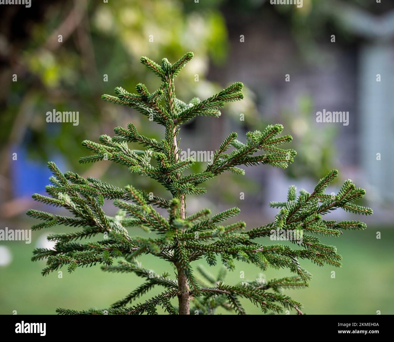A shallow focus shot of Picea glehnii plants in the garden Stock Photo