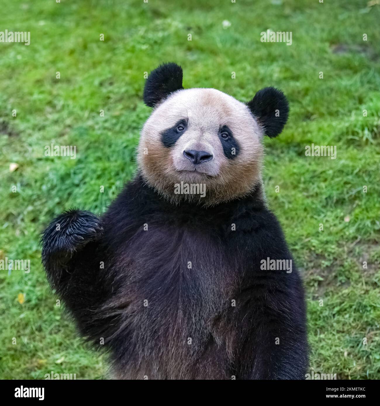 A giant panda standing on the grass, portrait Stock Photo - Alamy