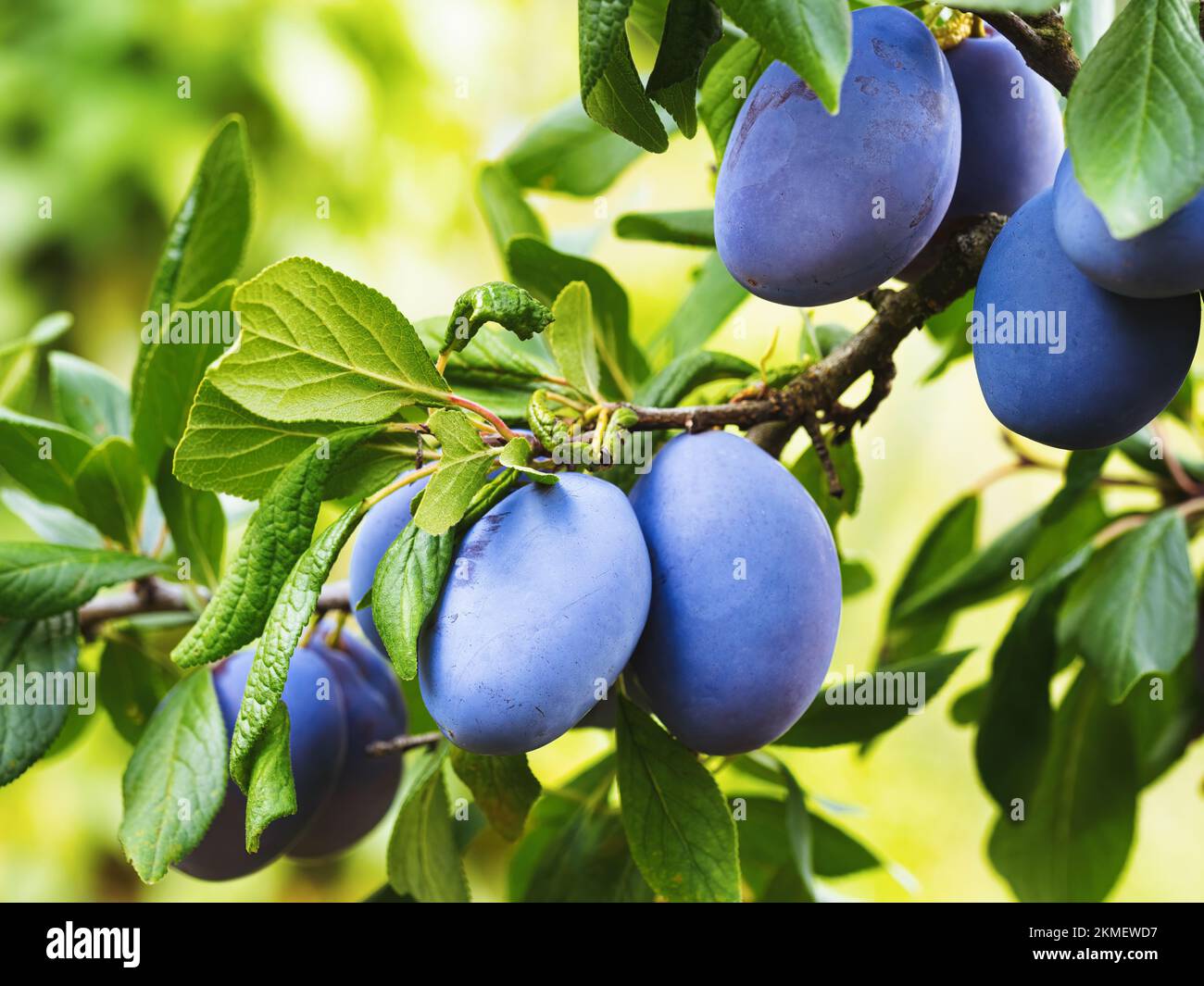 Ripe plum fruit (Prunus domestica) on branch of tree. Fresh bunch of natural fruits growing in