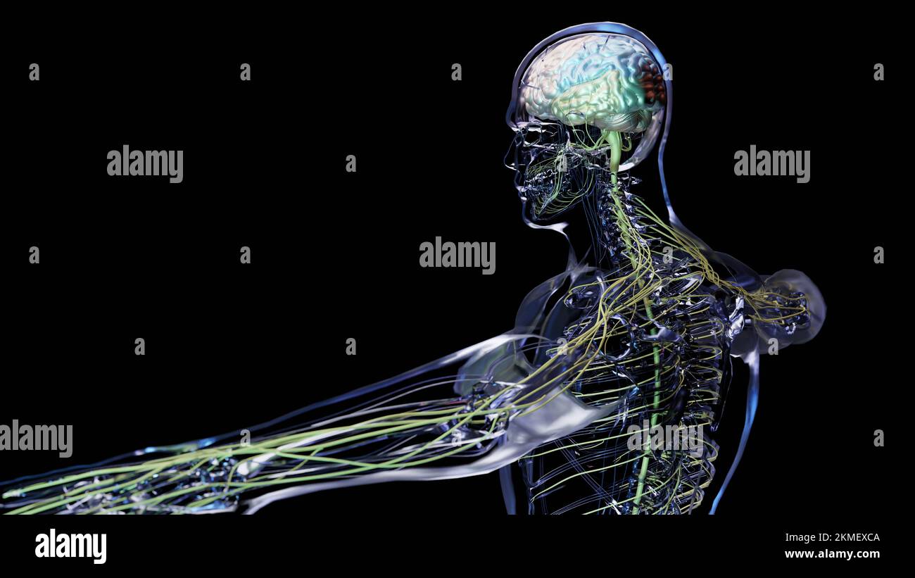 Human brain nervous system anatomy, sections are separated by colored spots, medical diagram with parasympathetic and sympathetic nerves. medically Stock Photo