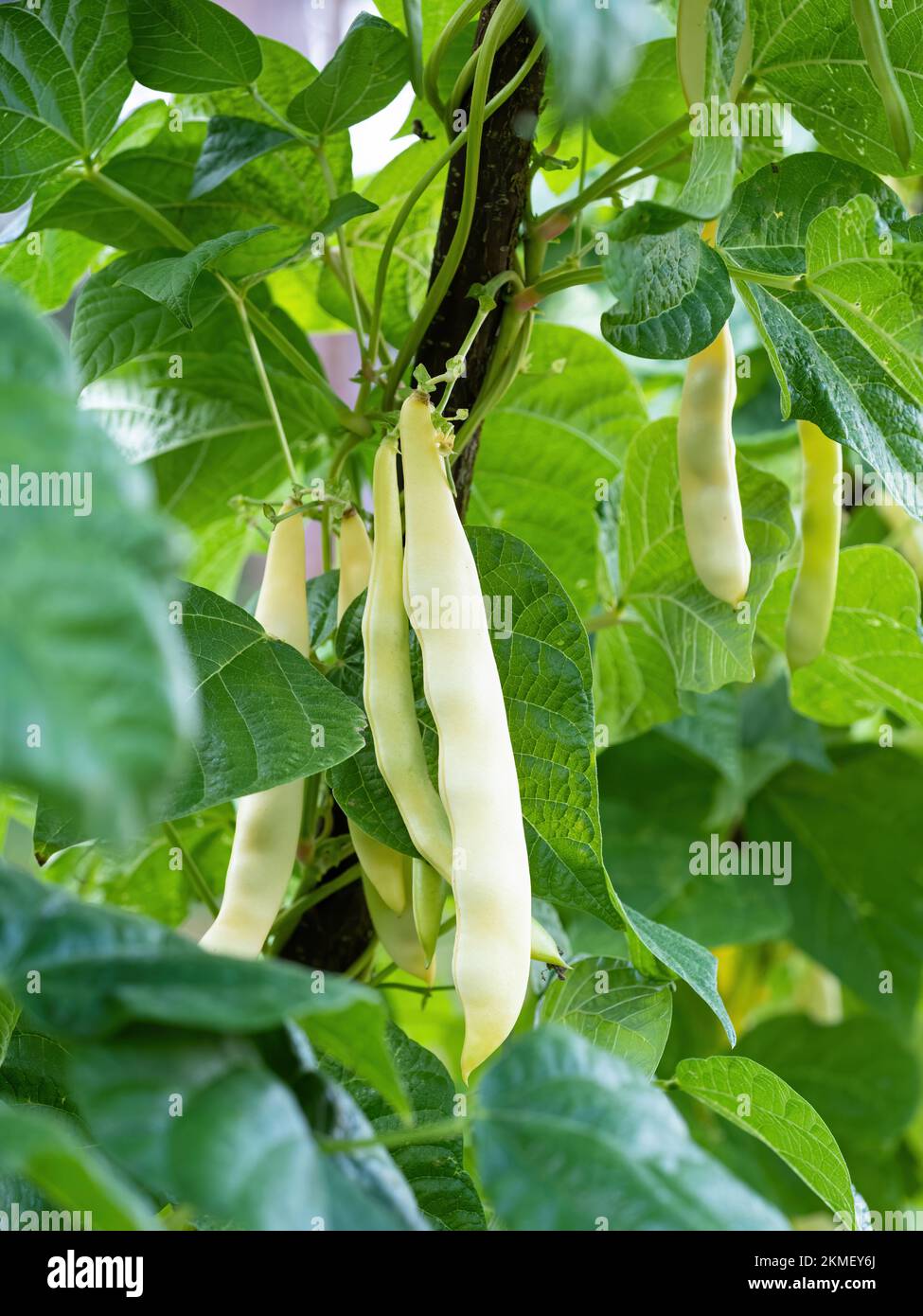Ripe pods of kidney bean growing on farm. Bush with bunch of pods of