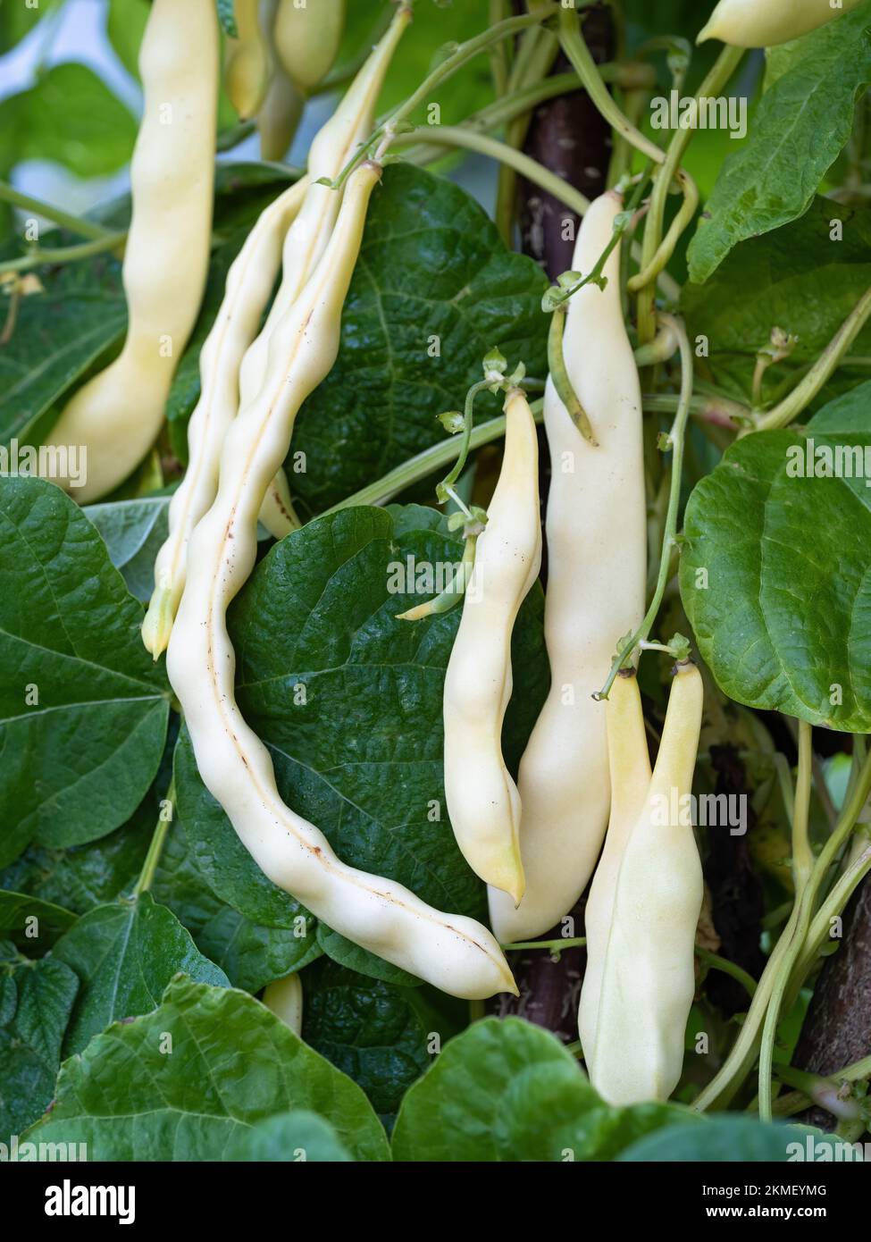 Ripe pods of kidney bean growing on farm. Bush with bunch of pods of