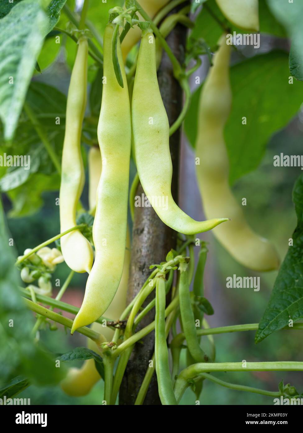 Ripe pods of kidney bean growing on farm. Bush with bunch of pods of
