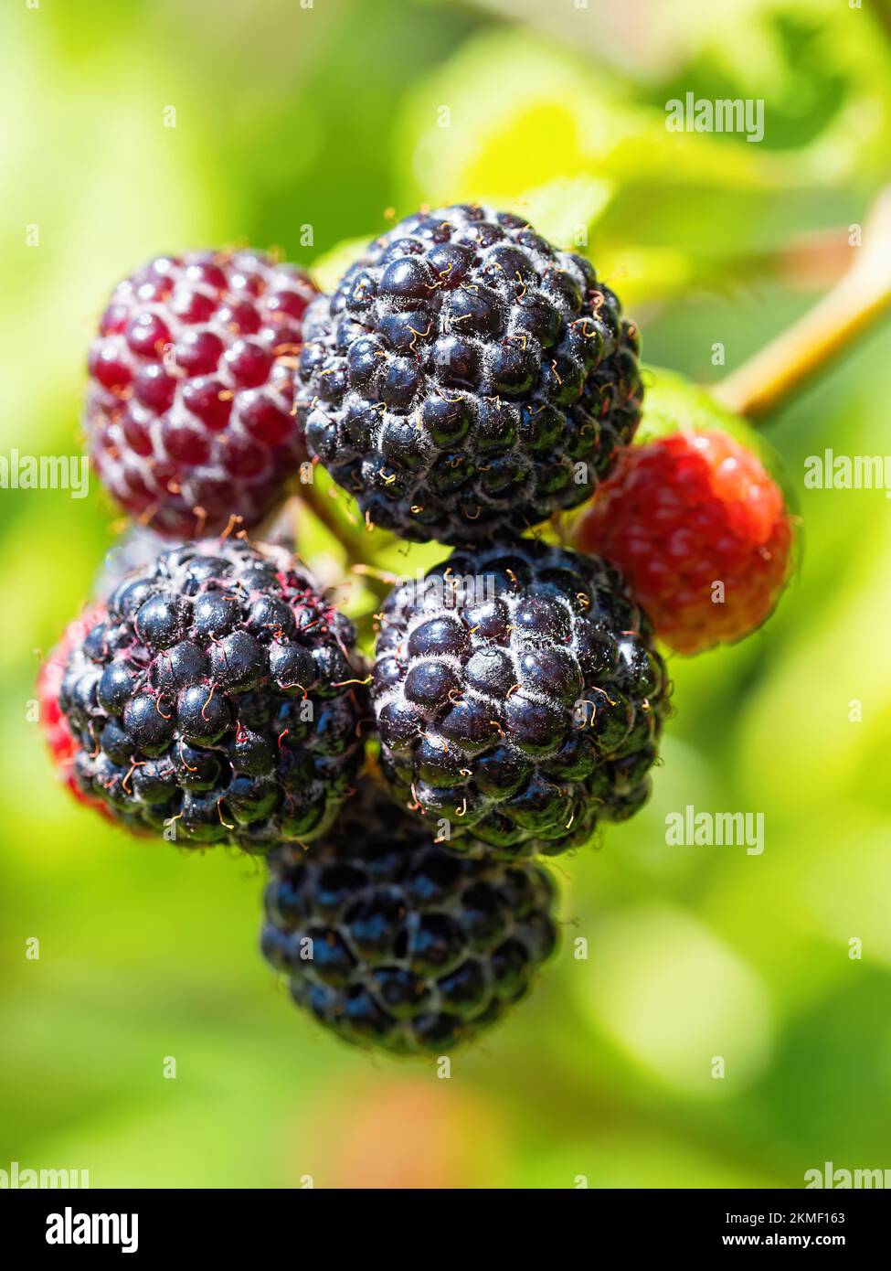 Natural fresh blackberries in garden. Bunch of ripe blackberry fruit - Rubus occidentalis - cultivar BRISTOL on branch of plant with green leaves on f Stock Photo