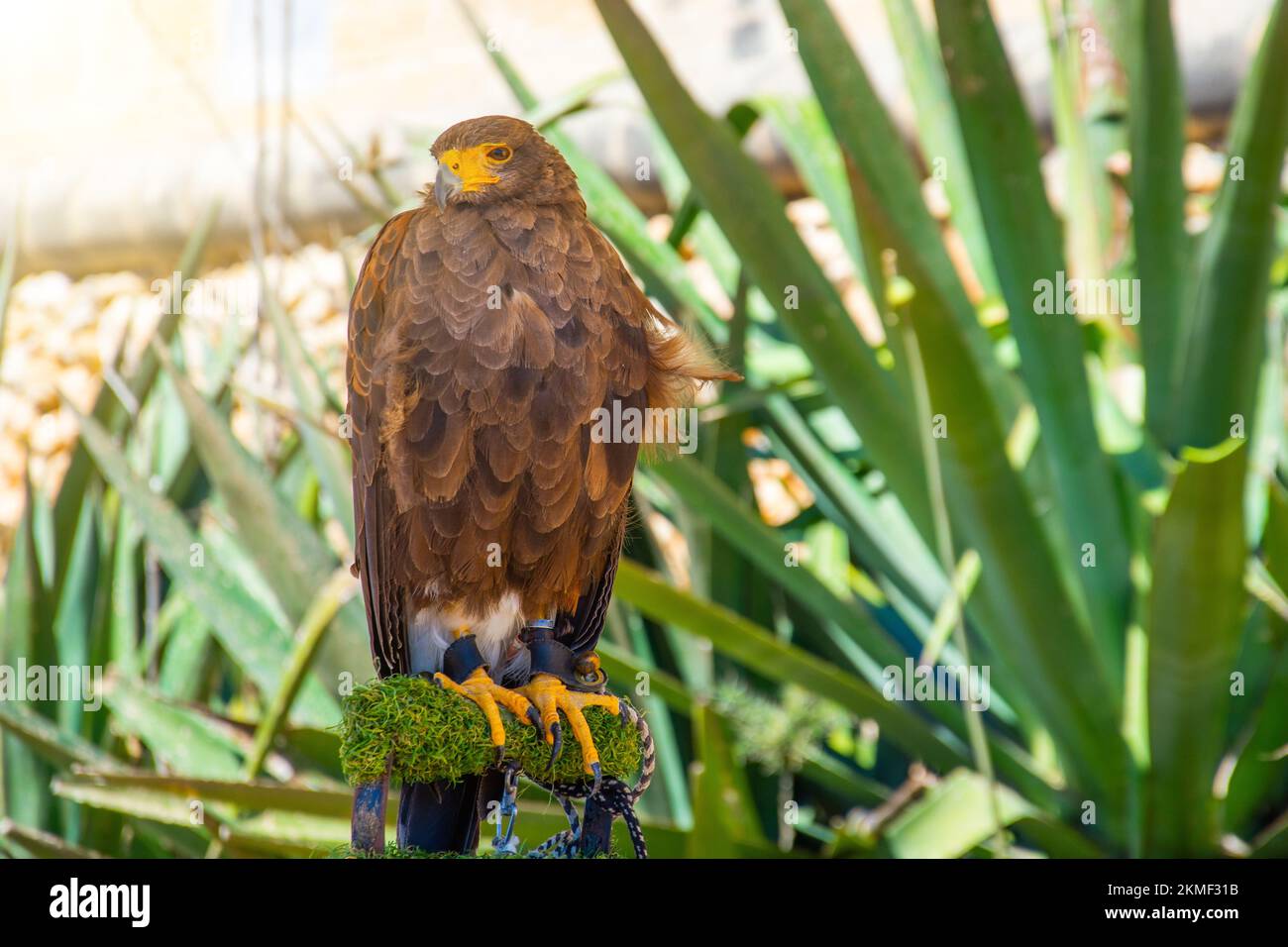 Brown color eagle, falcon sitting on a branch Stock Photo - Alamy