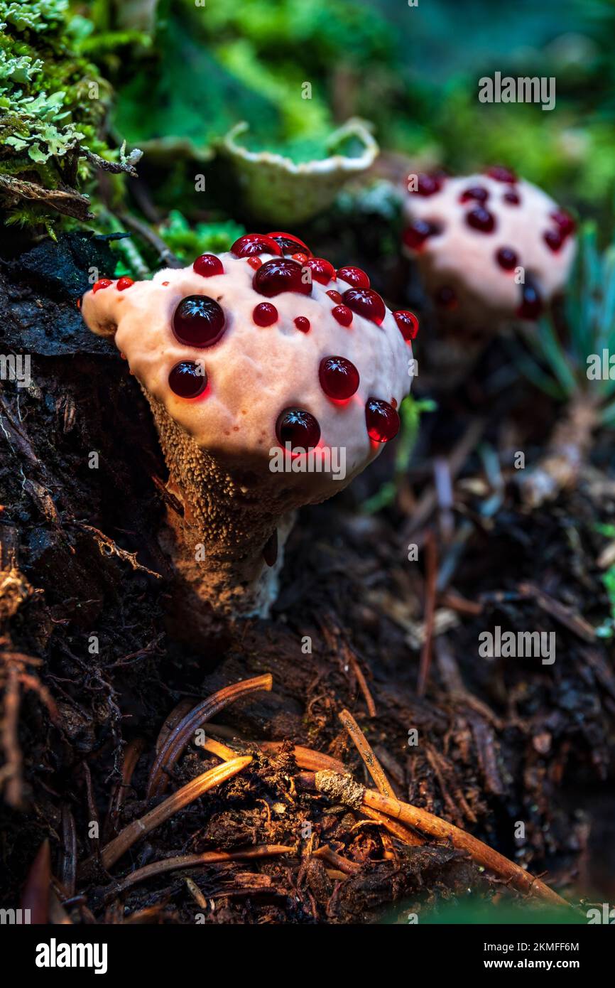 A closeup of growing Hydnellum peckii.mushroom Stock Photo