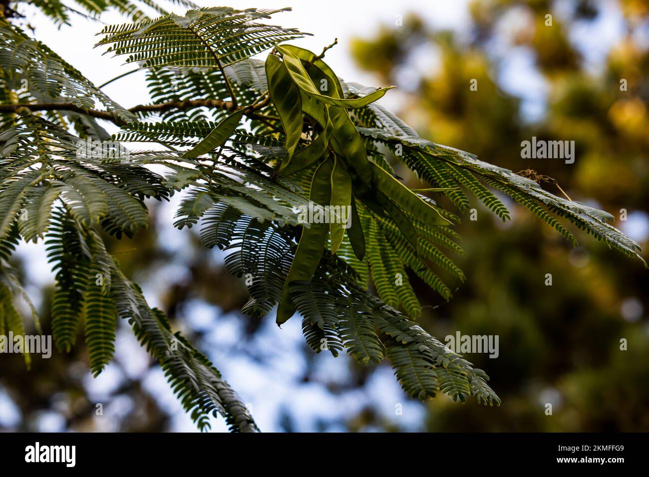 Gleditsia triacanthos inermis ,Thornless plane tree ,Gleditsia Stock Photo