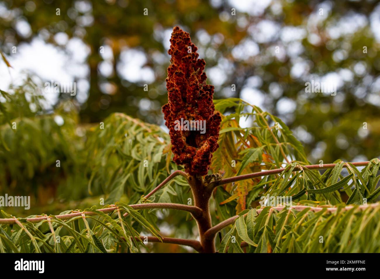 Rhus typhina ,Vinegar tree ,Basionym Stock Photo