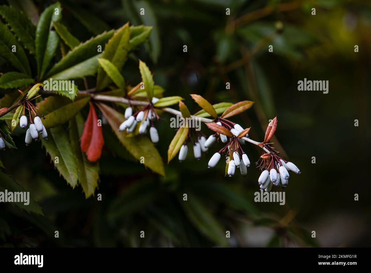 Whitish bluish berries Stock Photo