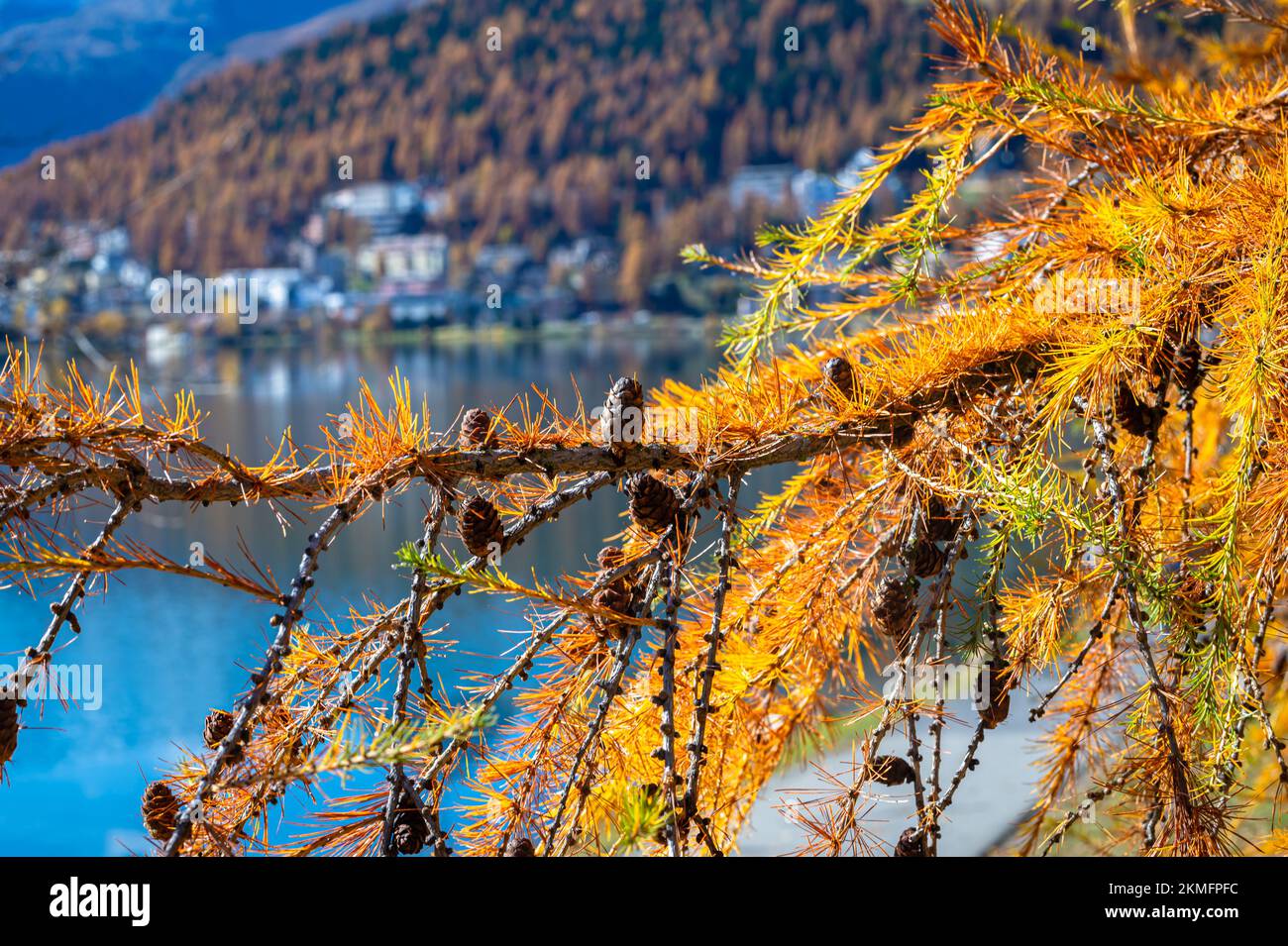 Vibrant yellow orange colored needles of a larch tree Larix decidua near Lake Saint Moritz, Switzerland. Stock Photo