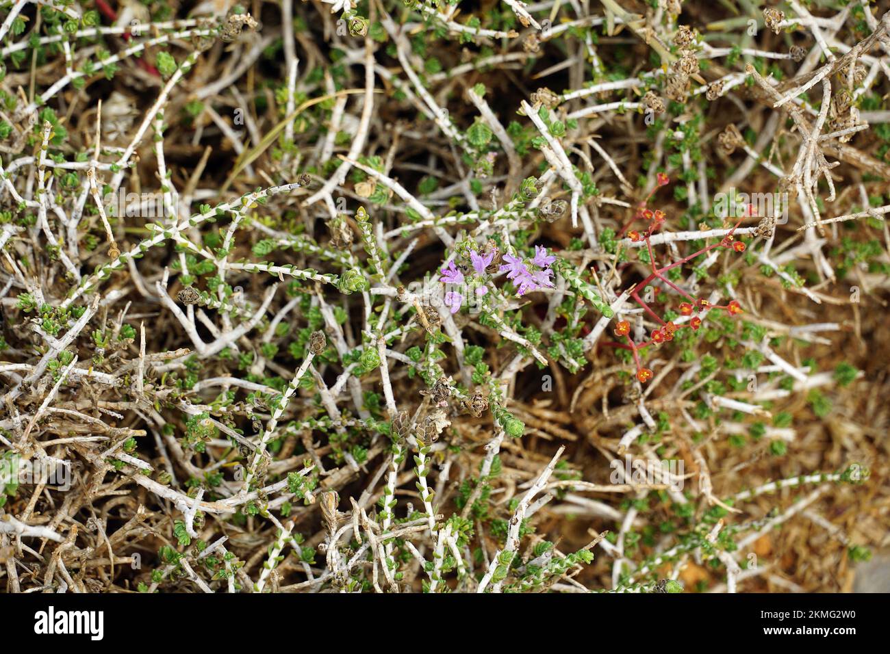 conehead thyme, Persianhyssop and Spanish oregano, Thymbra capitata