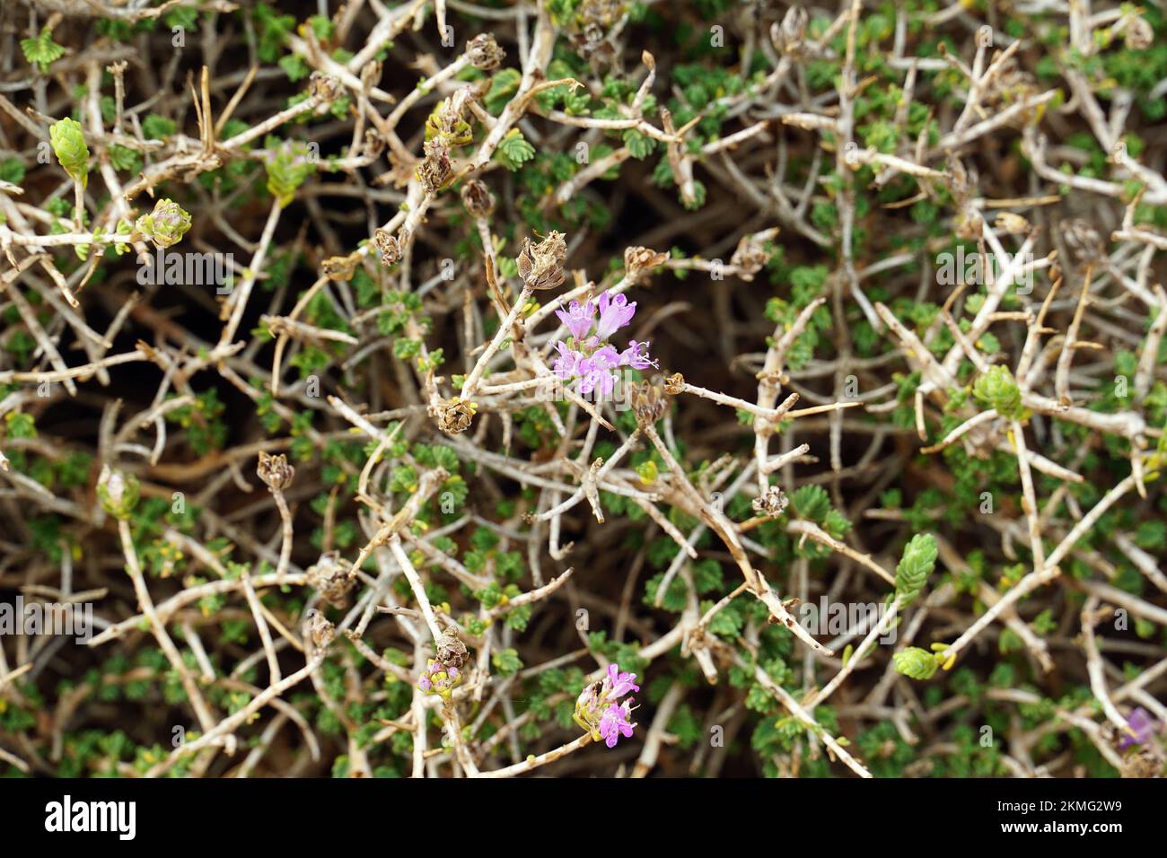 conehead thyme, Persianhyssop and Spanish oregano, Thymbra capitata